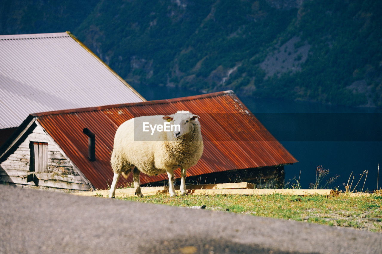 SHEEP STANDING IN A HOUSE