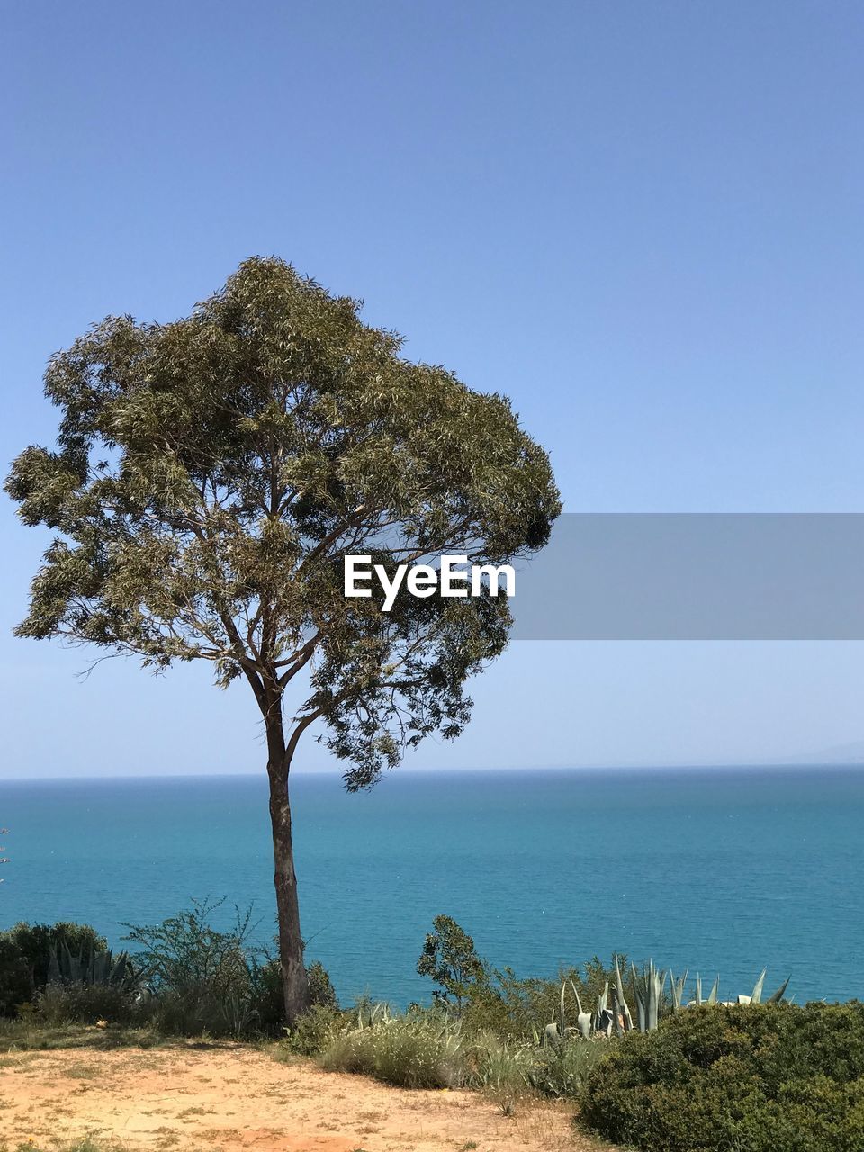 Tree by sea against clear blue sky