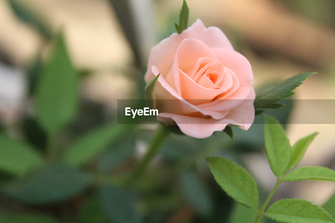 Close-up of rose blooming outdoors