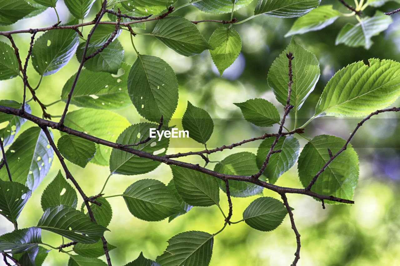 Low angle view of leaves