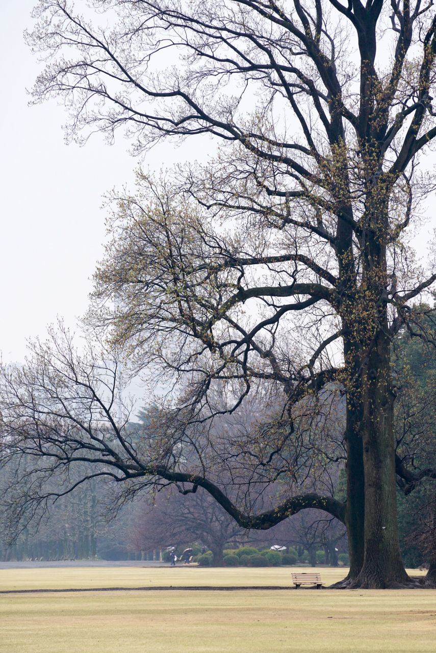 Bare trees on landscape against clear sky