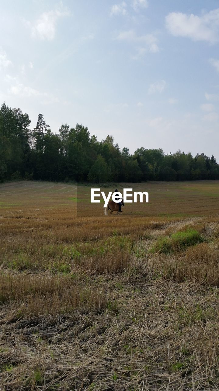 TREES ON GRASSY FIELD