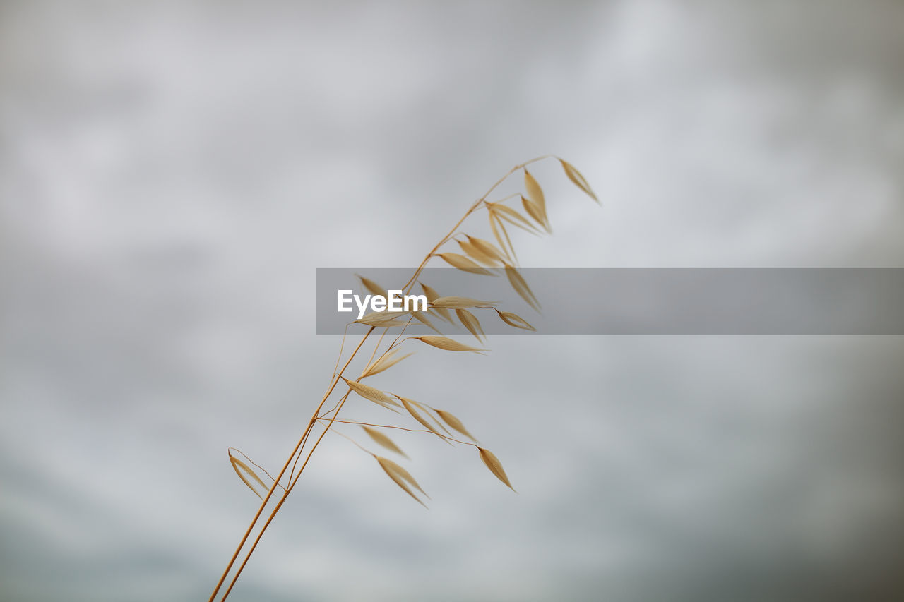 CLOSE-UP OF STALKS AGAINST THE SKY IN WATER