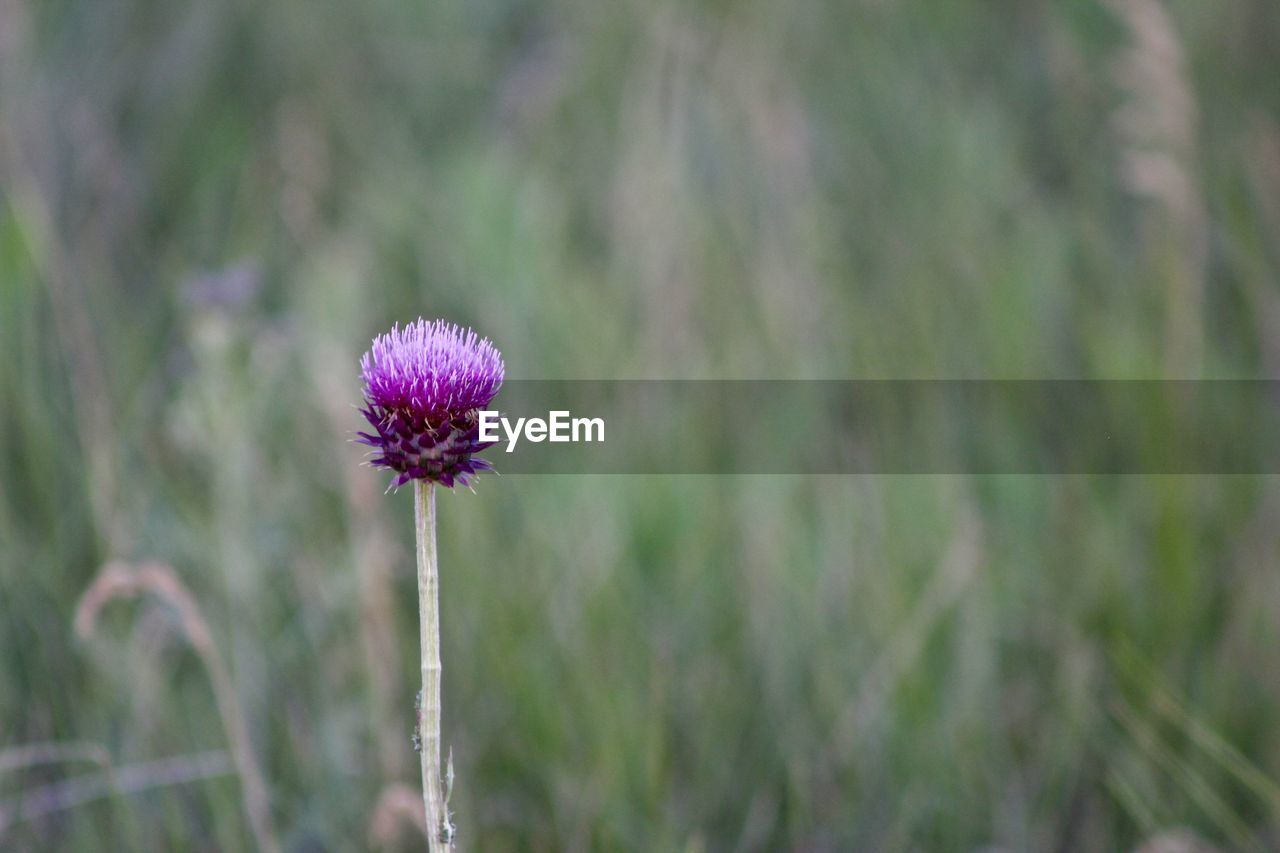 Close-up of thistle blooming on field