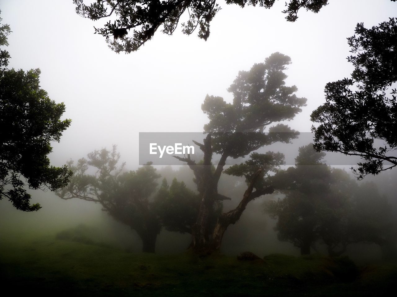 Trees in forest against sky