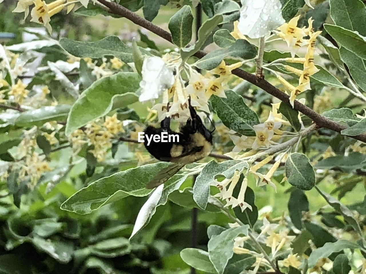 CLOSE-UP OF INSECTS ON FLOWER