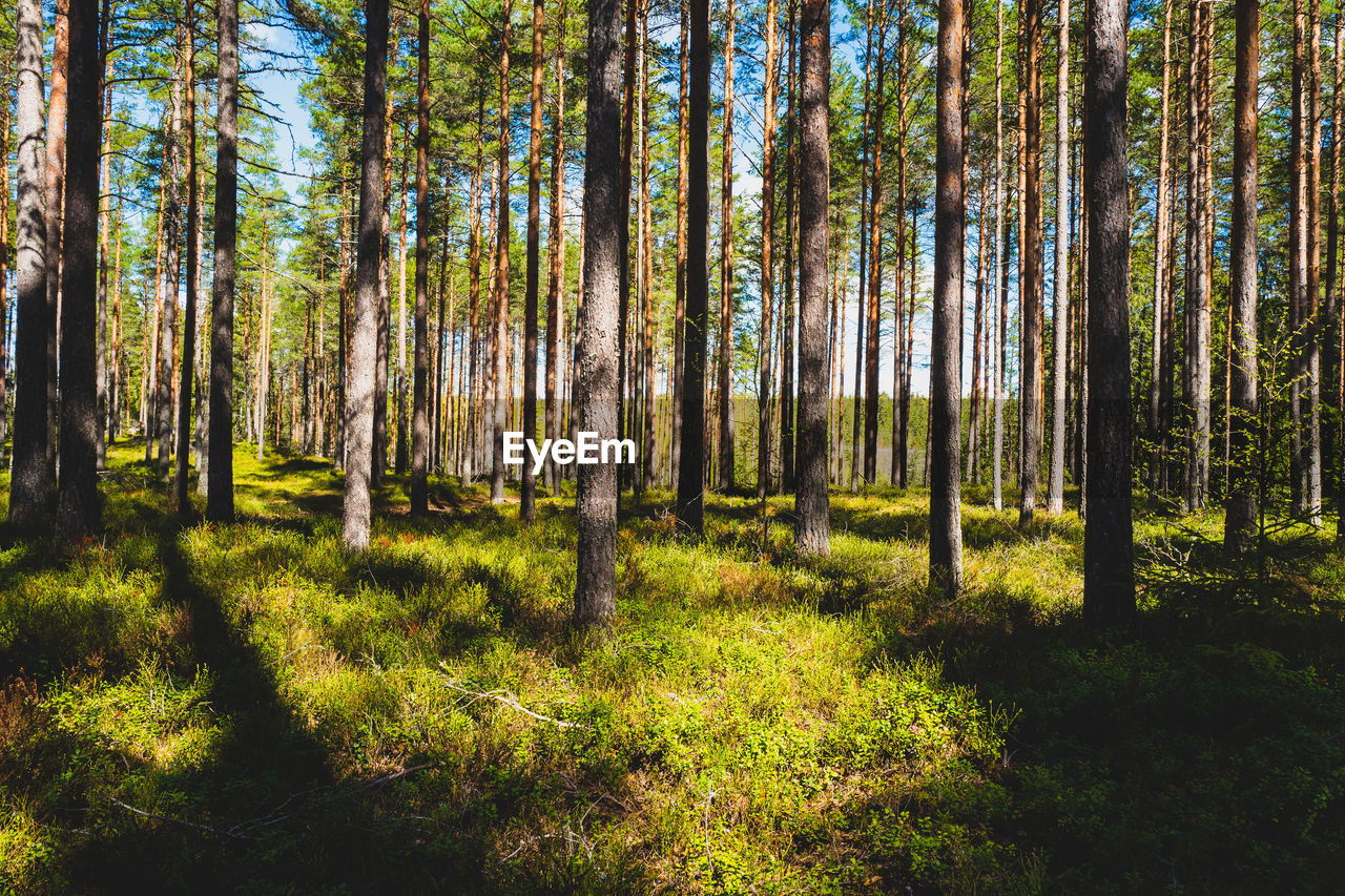 Trees in forest