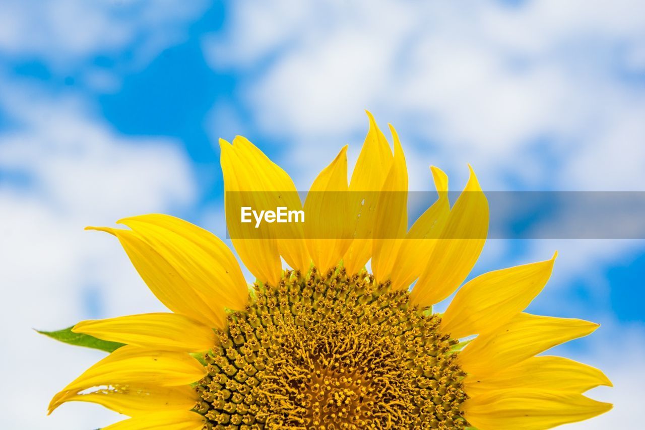 Close-up of yellow sunflower against sky