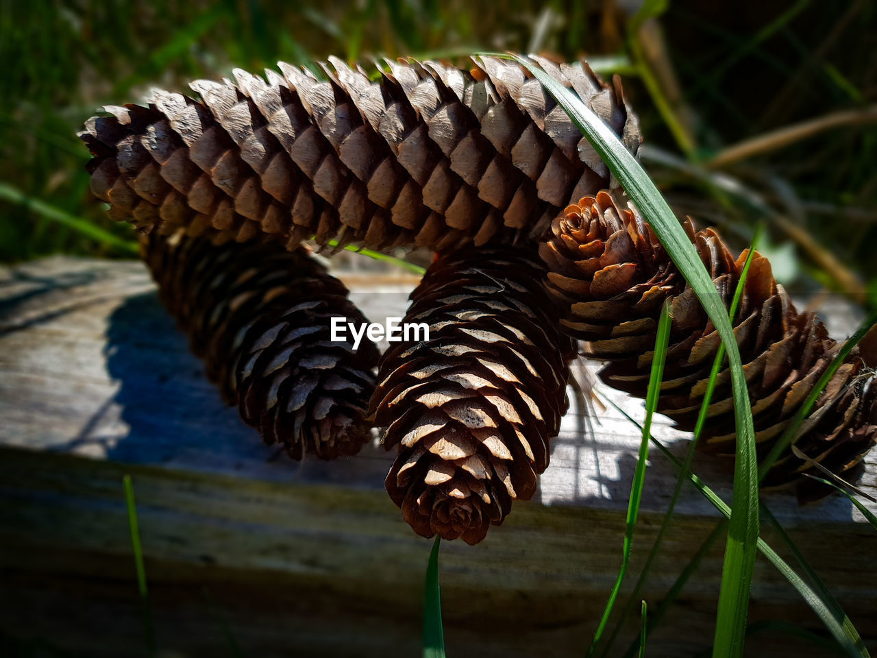 CLOSE-UP OF A PINE CONE ON GROUND