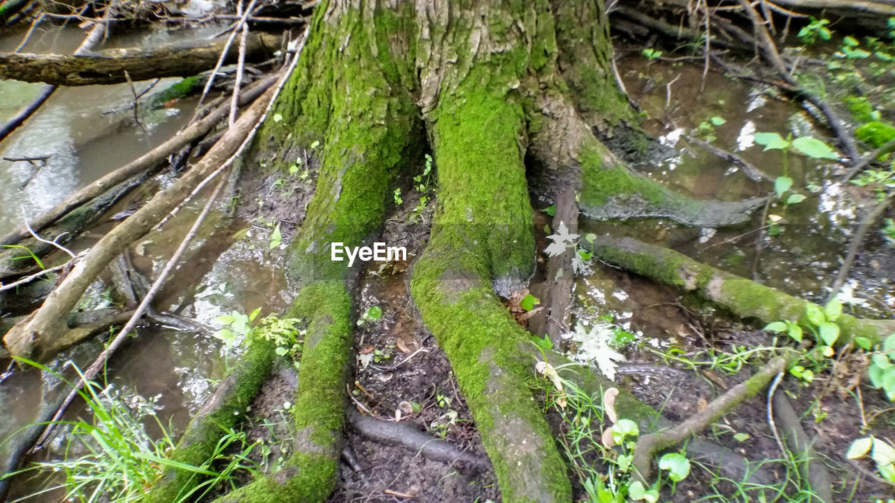 CLOSE-UP OF MOSS GROWING ON TREE TRUNKS