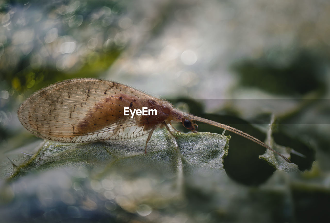 CLOSE-UP OF GRASSHOPPER