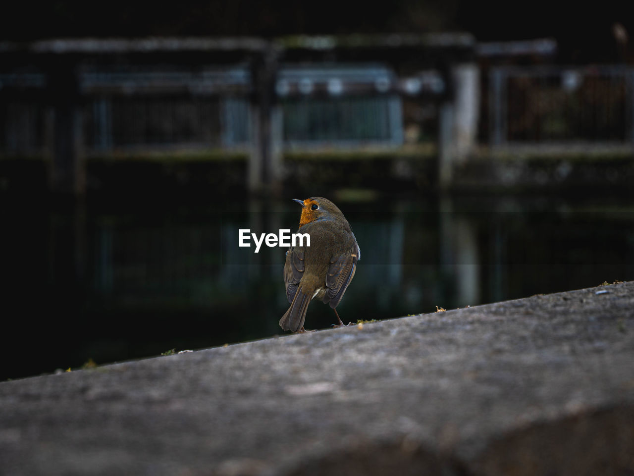 BIRD PERCHING ON A STONE WALL