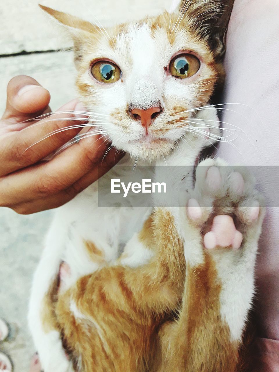 CLOSE-UP OF HAND HOLDING CAT WITH EYES CLOSED