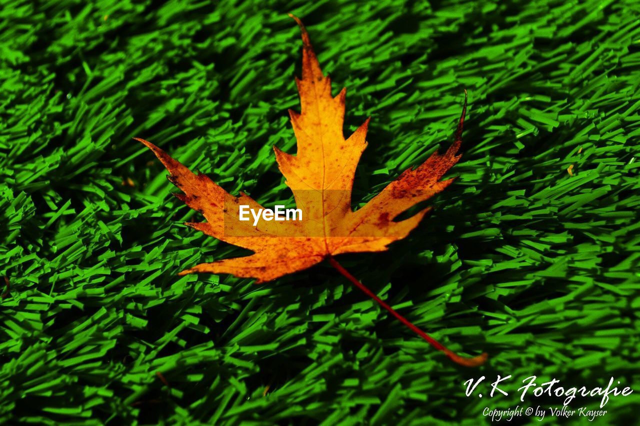 AUTUMN LEAF ON GRASS