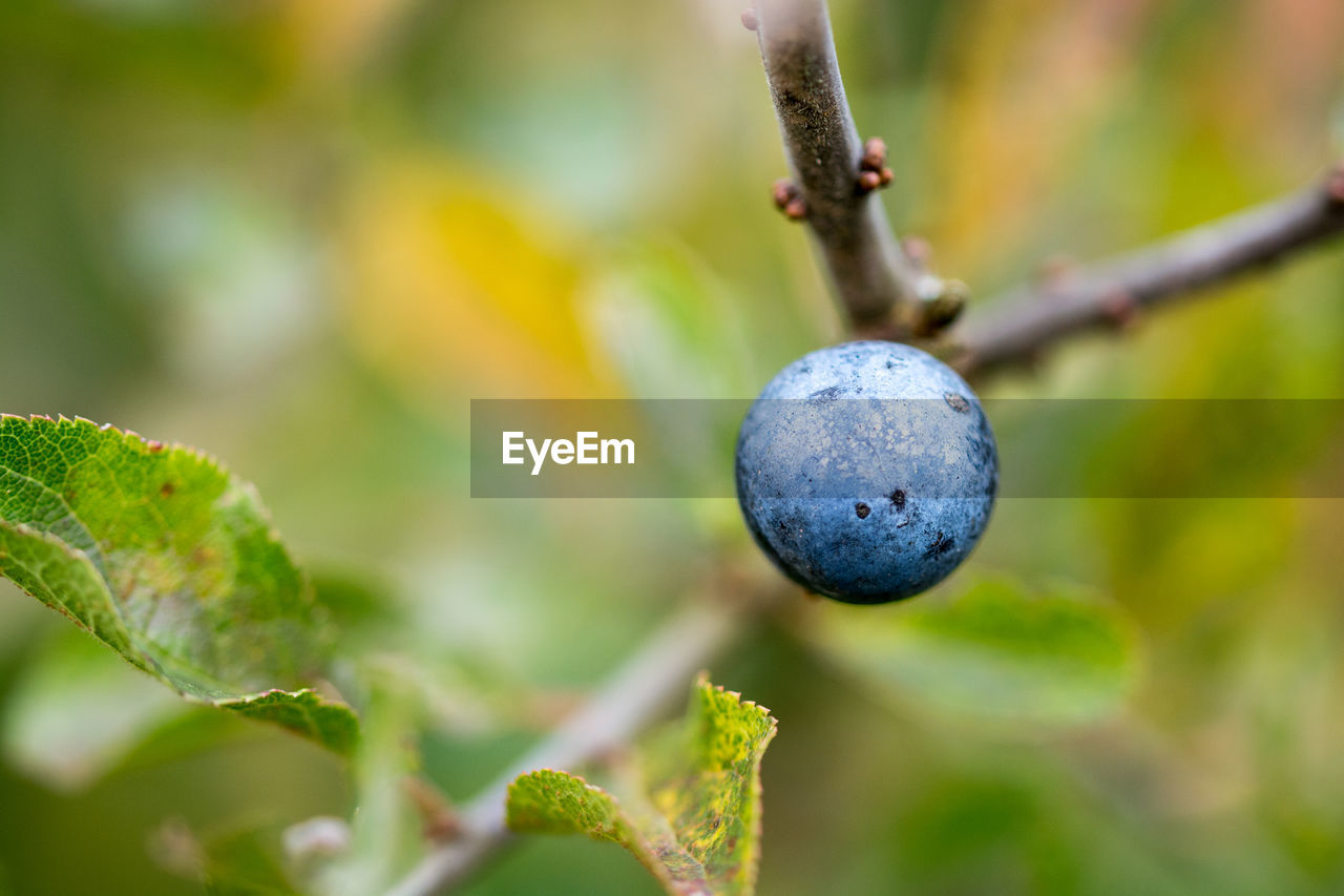 CLOSE-UP OF FRUIT ON TREE