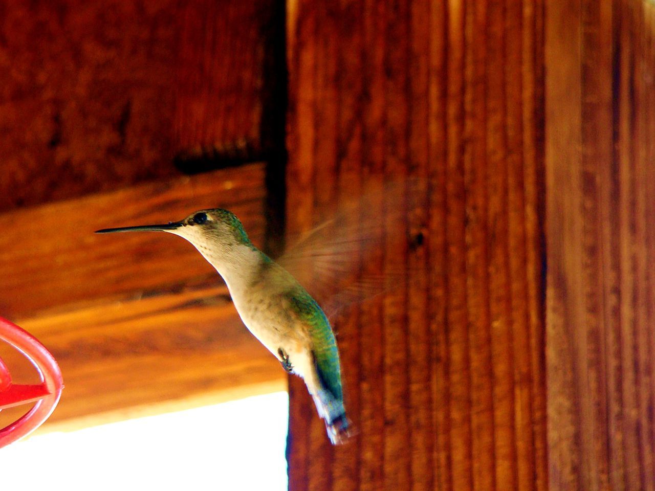 Close-up of hummingbird