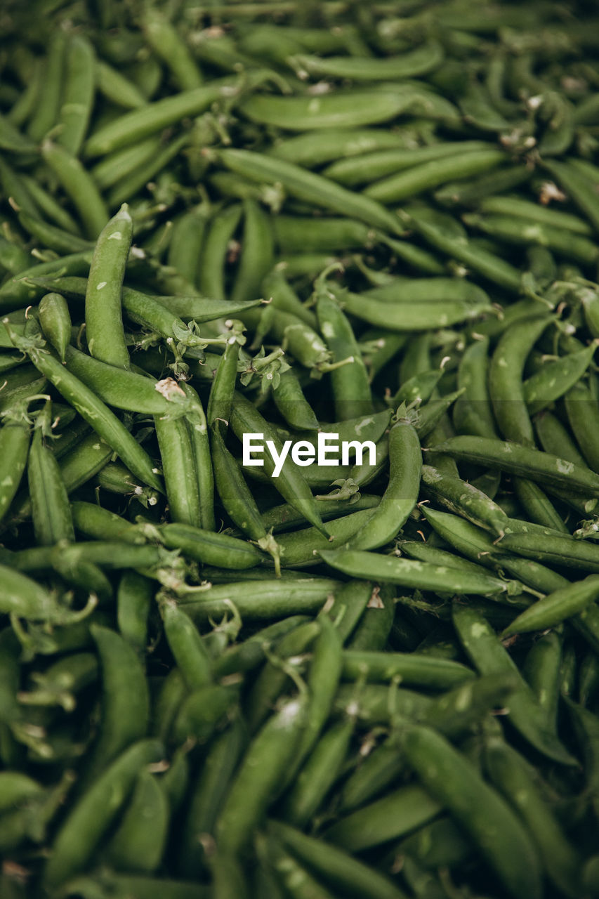 close-up of green leaves