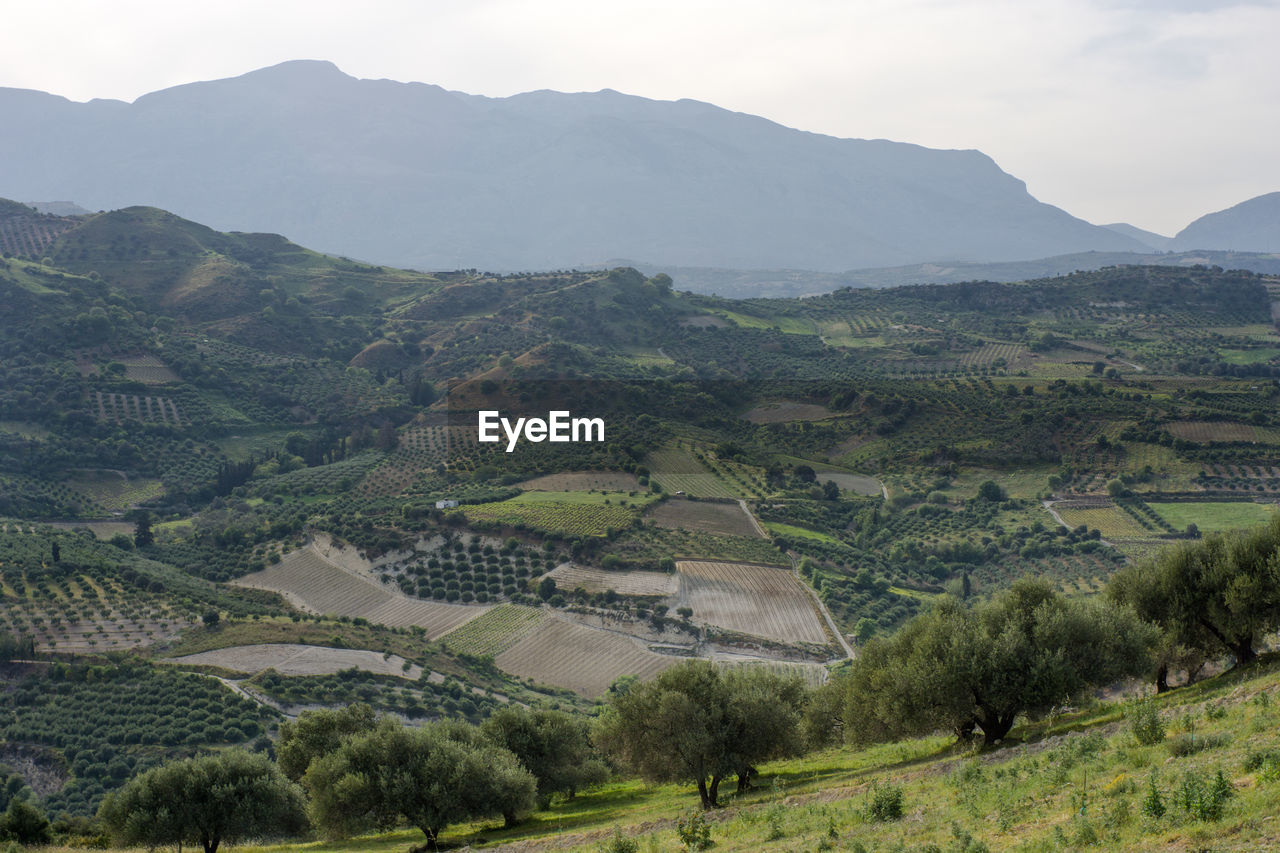 Scenic view of agricultural field and mountains against sky