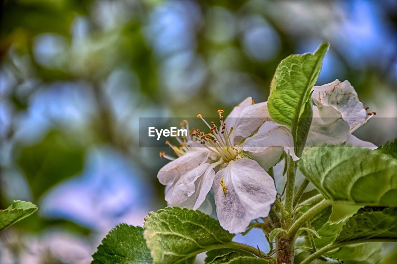 CLOSE-UP OF FLOWERING PLANT AGAINST PURPLE WALL