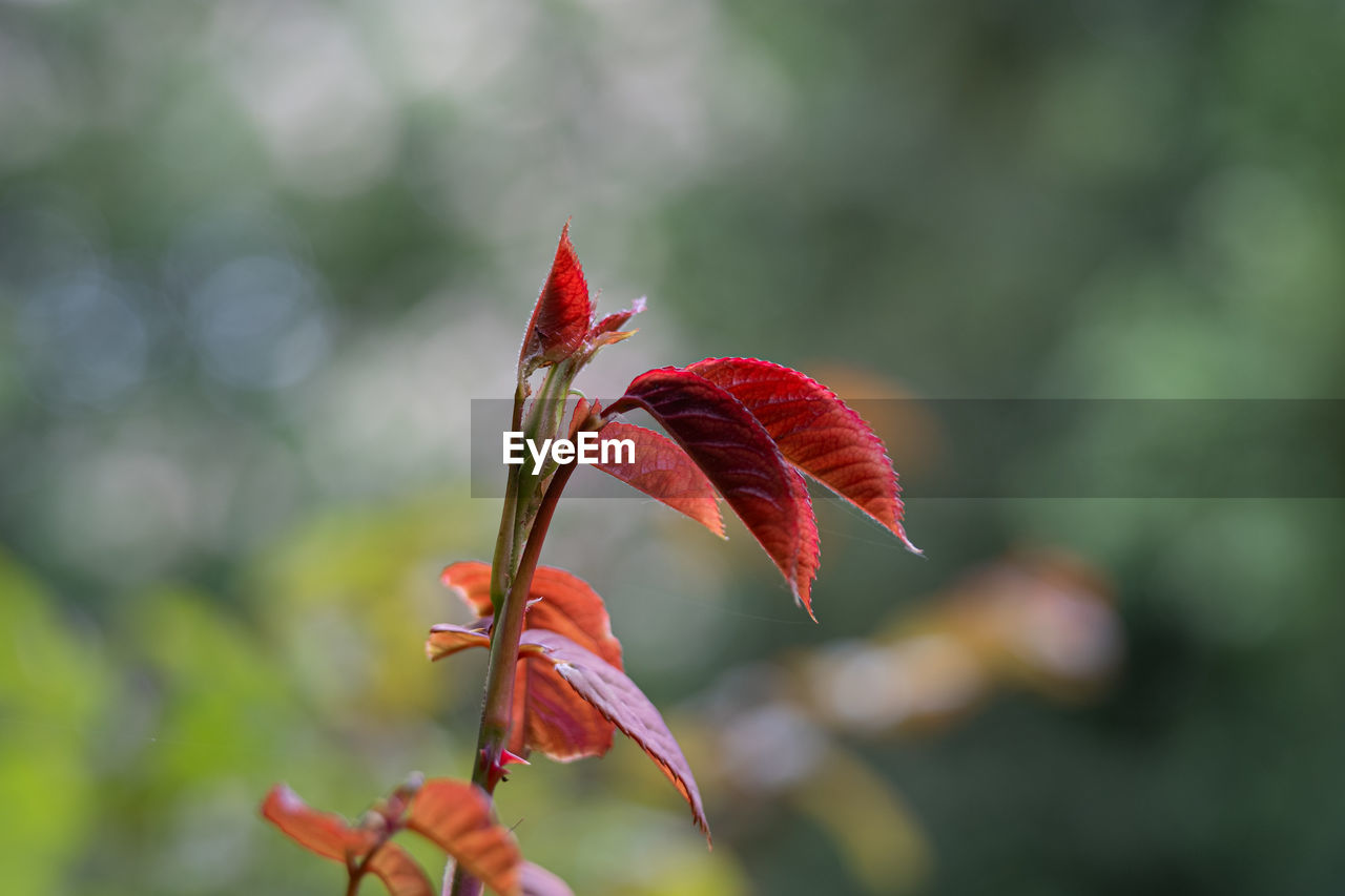 Close-up of red maple leaves on plant