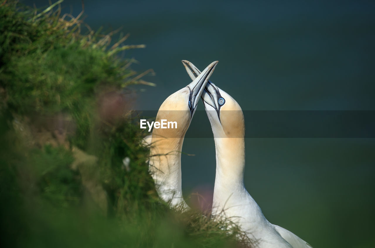 Close-up of gannets by plants on land