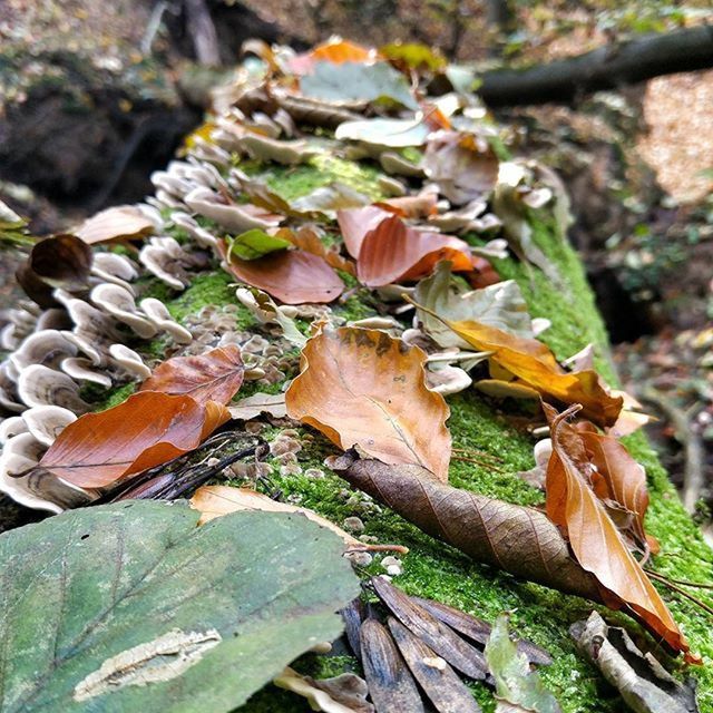 CLOSE-UP OF LEAVES ON TREE TRUNK