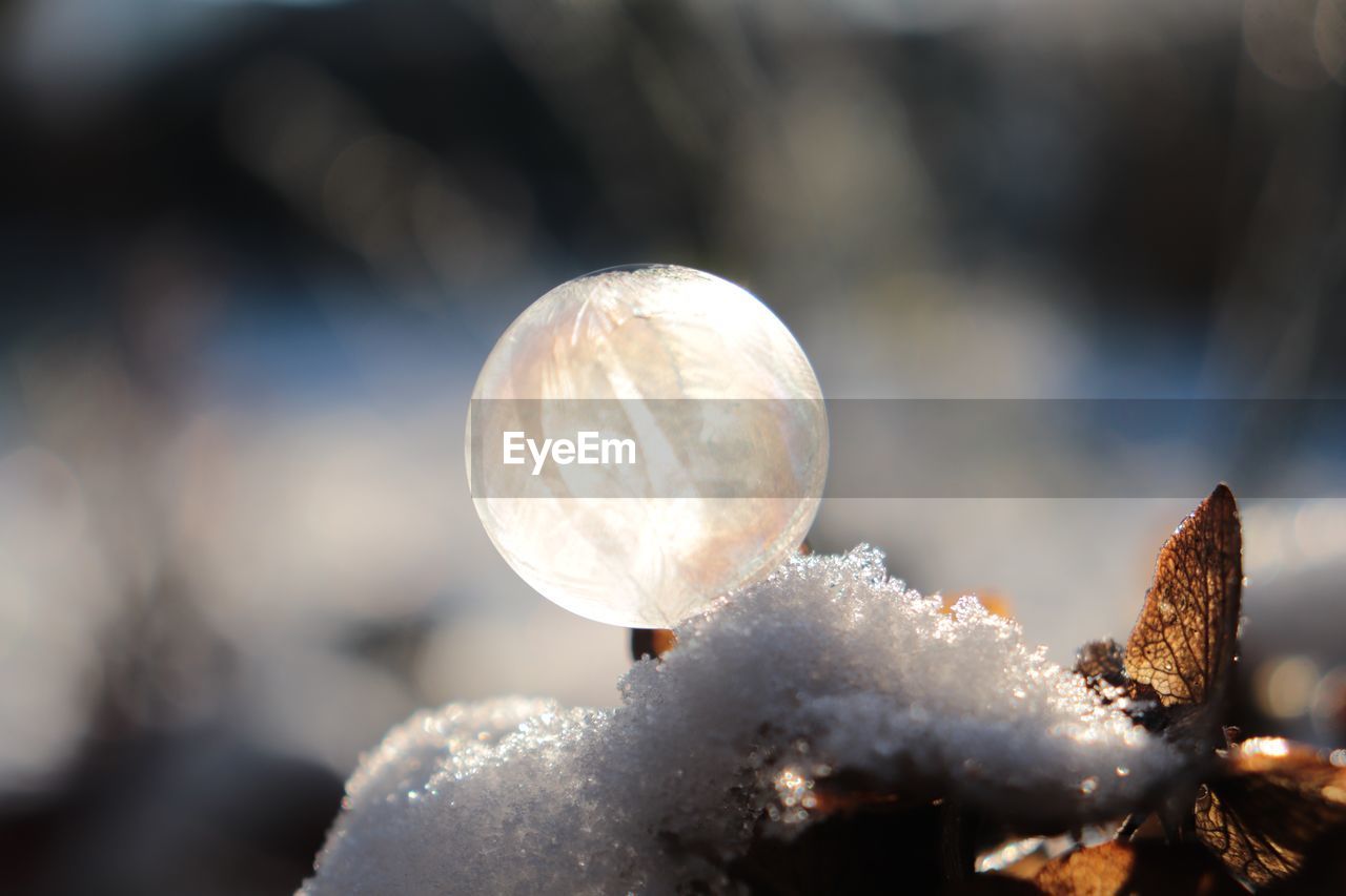 Close-up of frozen ball