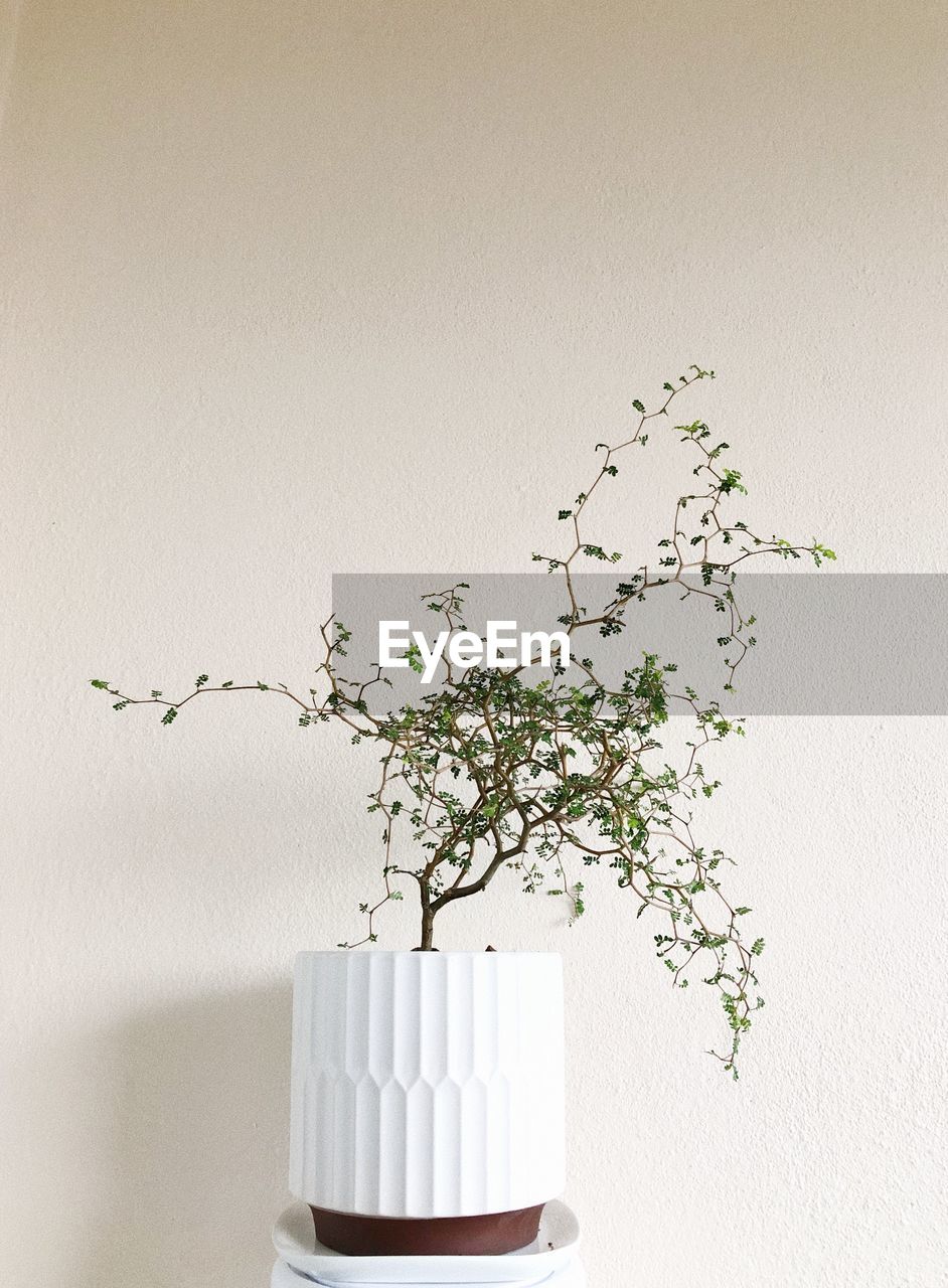 PLANT IN VASE AGAINST WALL