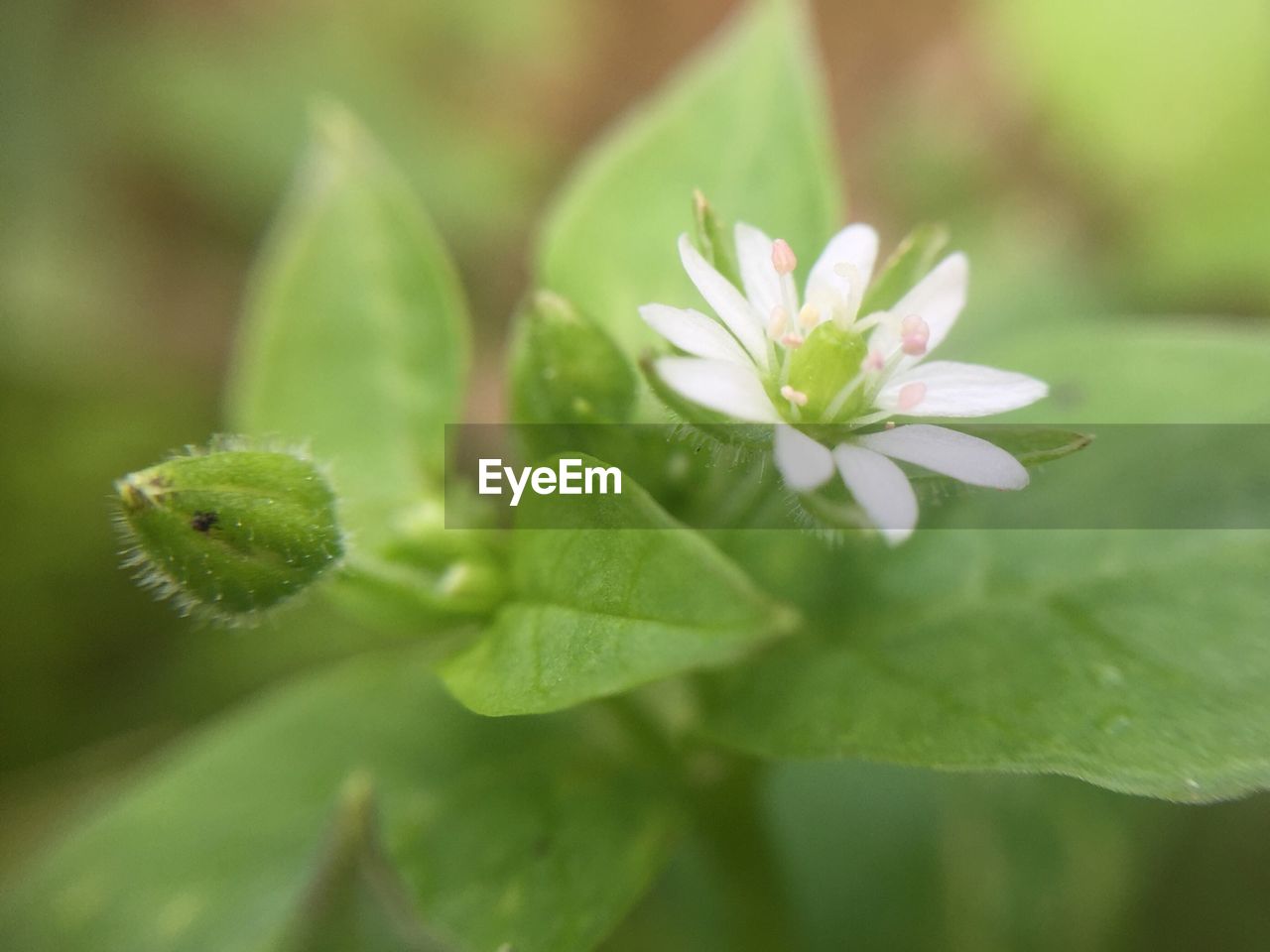 CLOSE-UP OF WHITE FLOWERS BLOOMING OUTDOORS