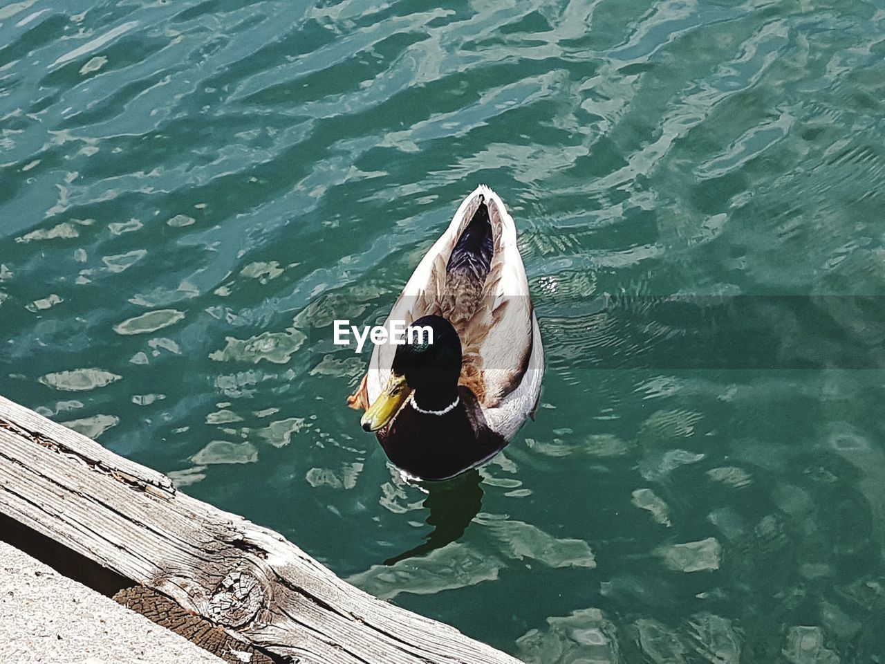 HIGH ANGLE VIEW OF MALLARD DUCK SWIMMING ON LAKE