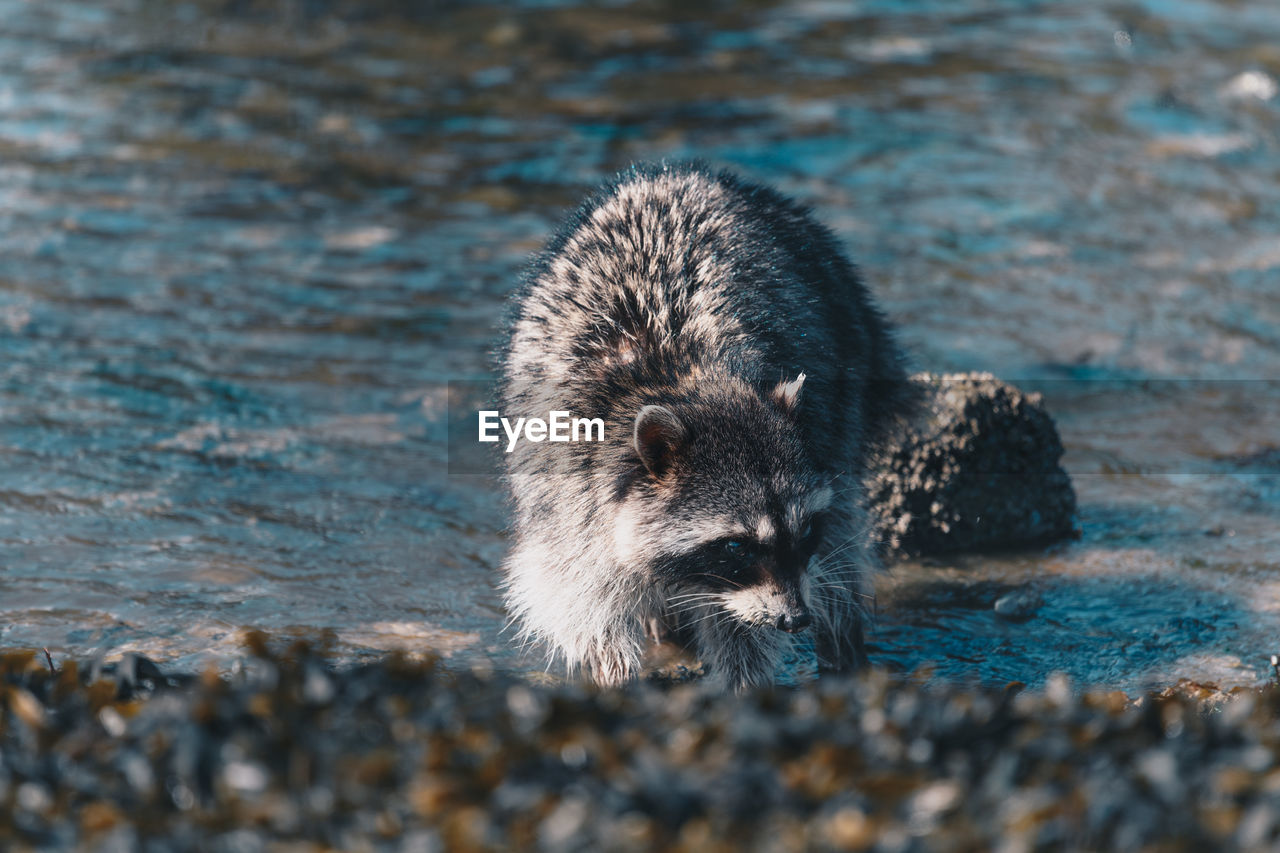 Close-up of raccoon at lake