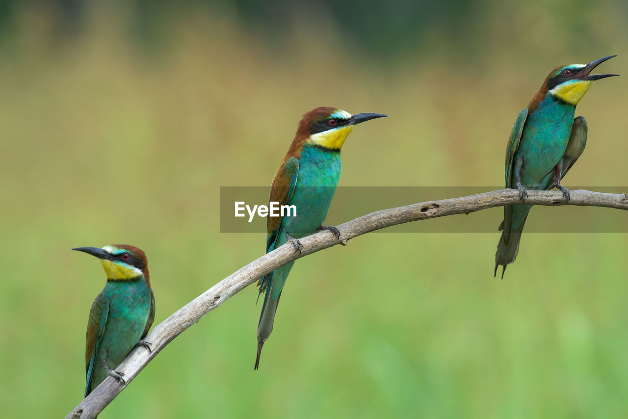 Close-up of bee-eaters perching on branch