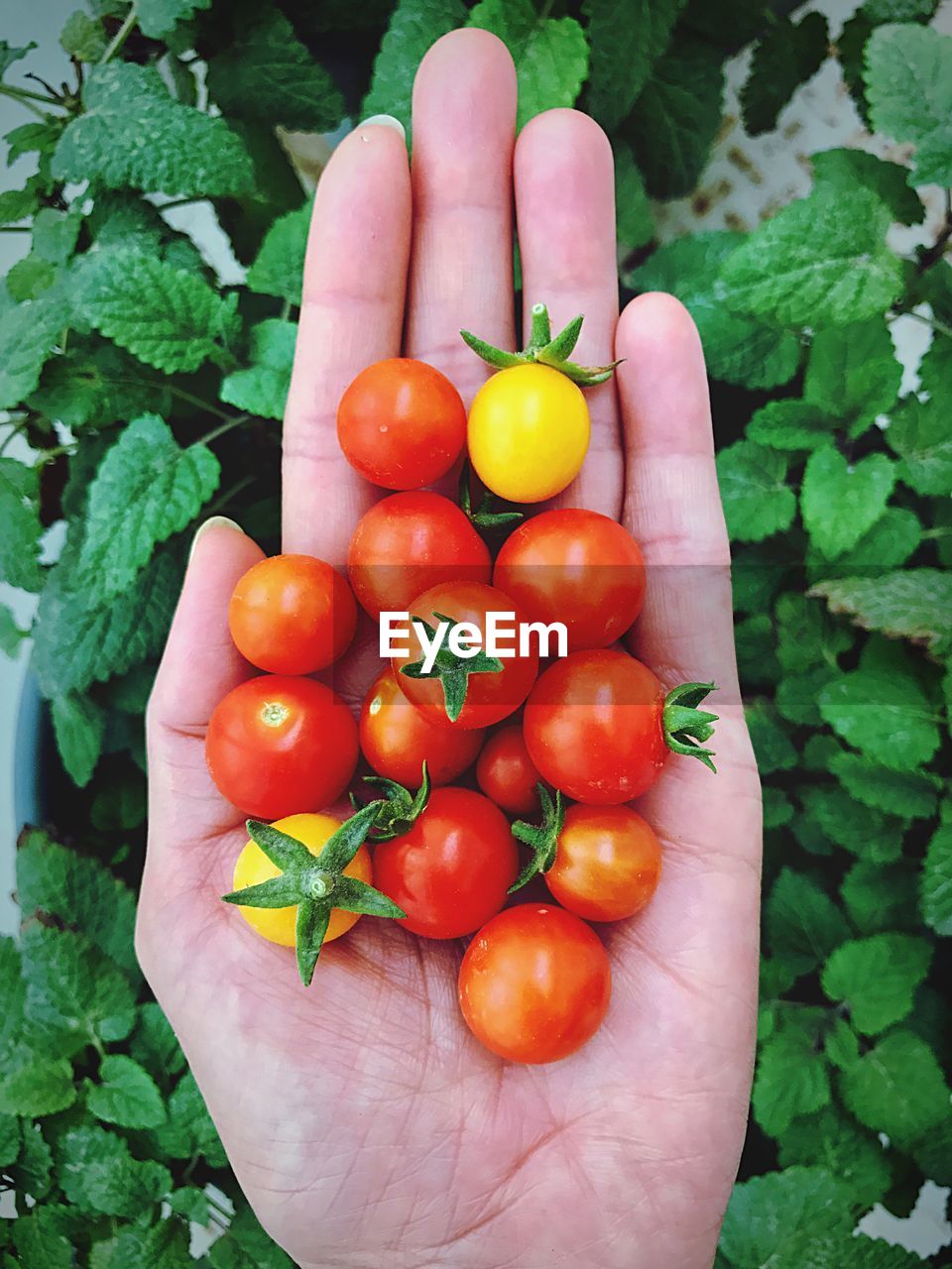 Cropped hand of woman holding cherry tomatoes