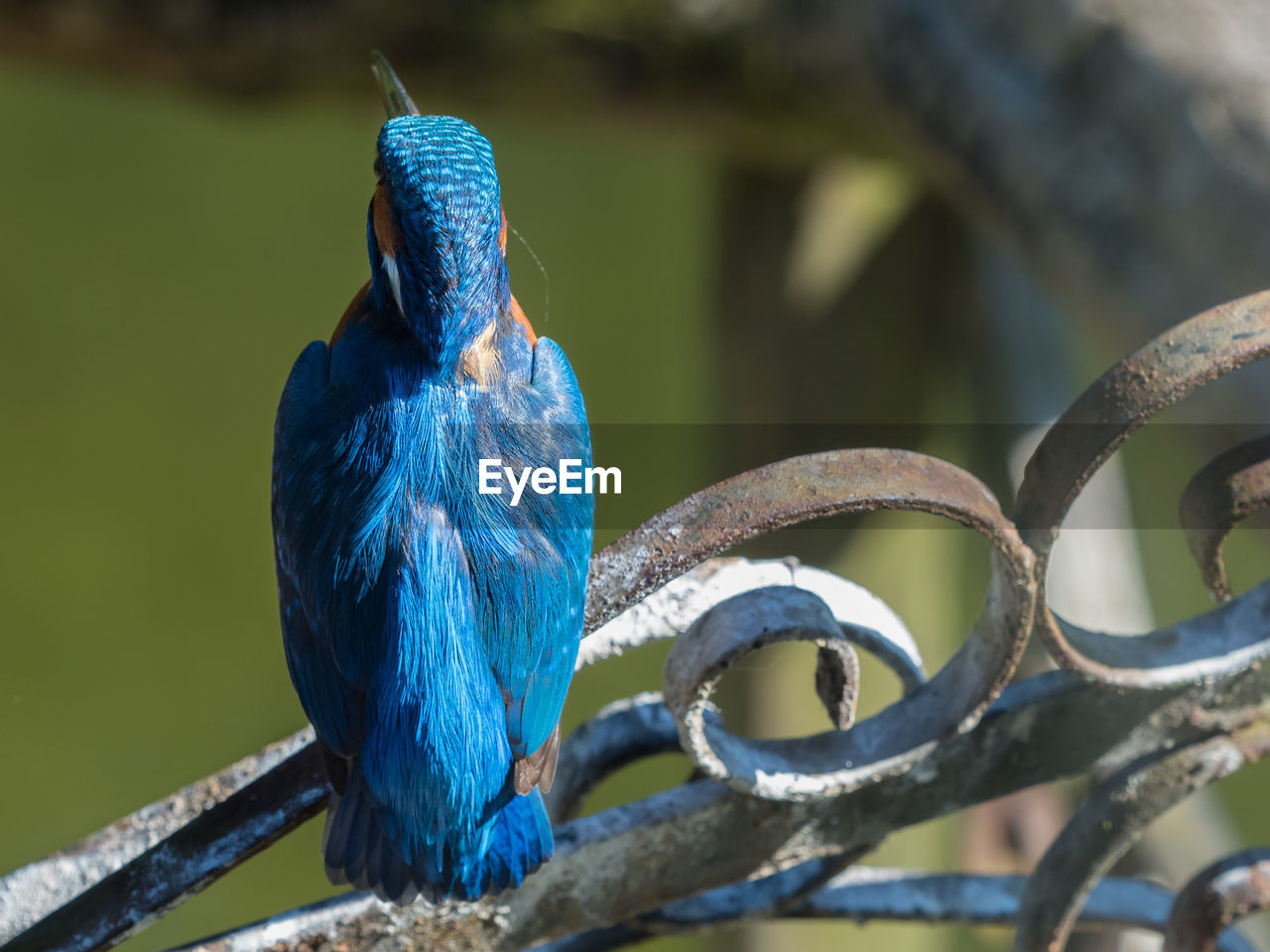 Rear view of kingfisher perching on rusted metal