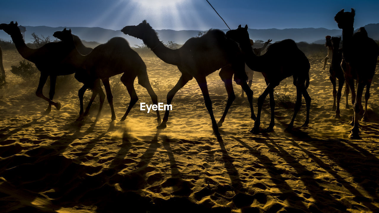 HORSES IN DESERT
