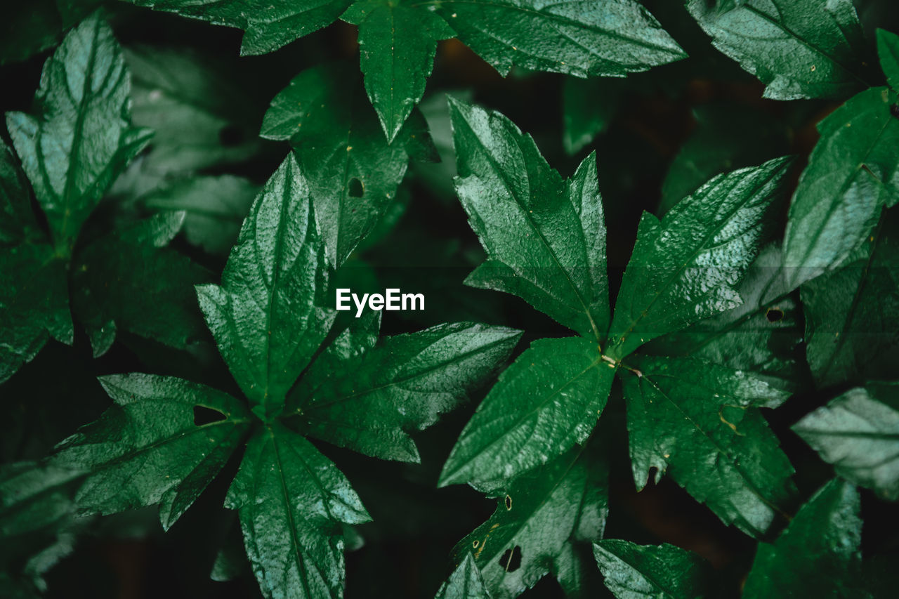 Full frame shot of wet leaves