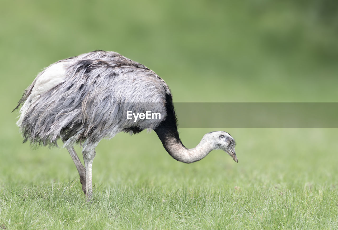 Single ostrich on a blurred background