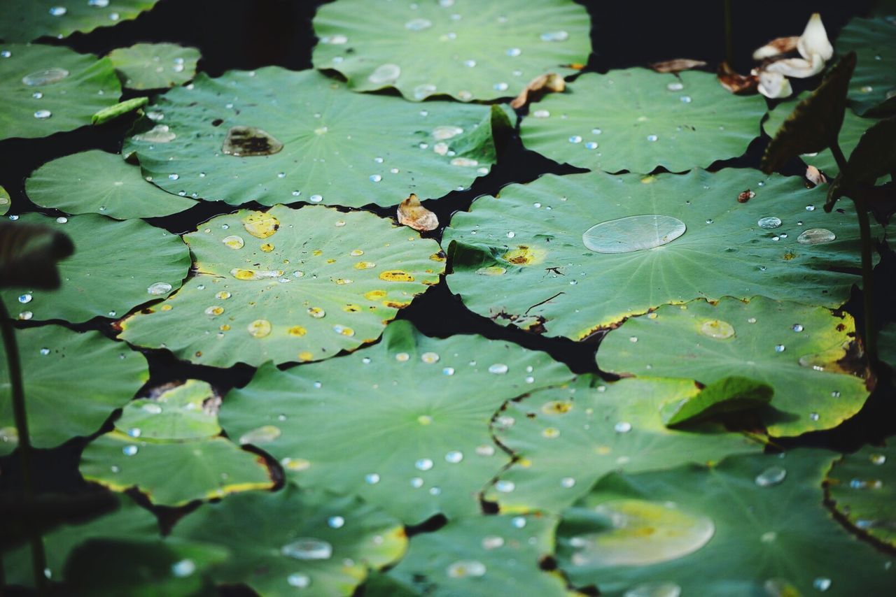 Water lily leaves floating on water
