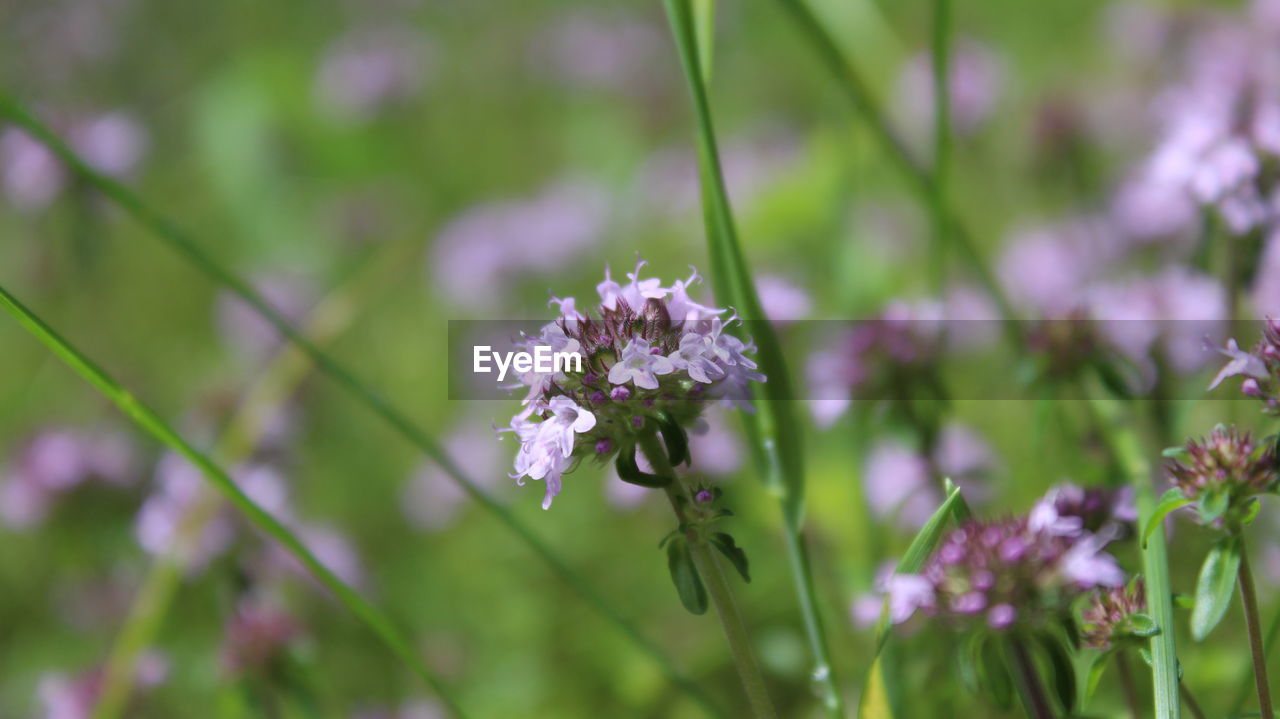 CLOSE-UP OF FLOWERS OUTDOORS