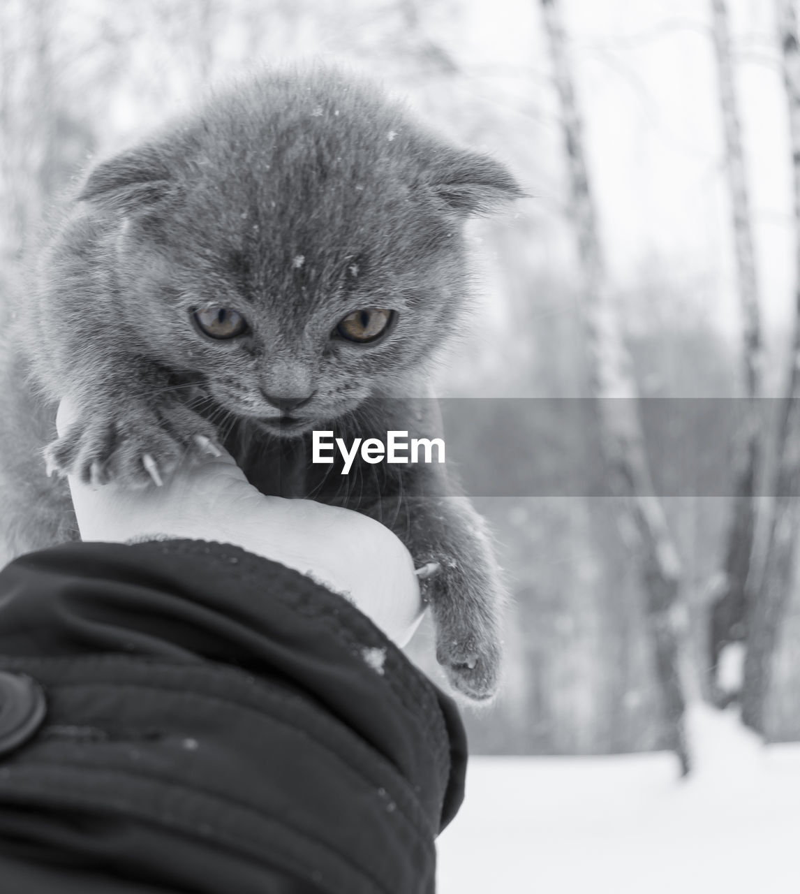 CLOSE-UP OF HANDS HOLDING KITTEN