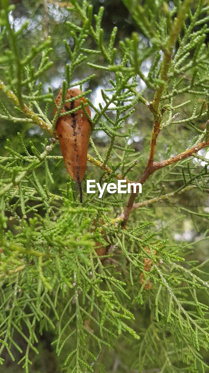 CLOSE-UP OF INSECT ON BRANCH