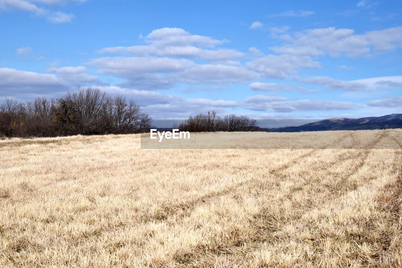 Scenic view of field against sky