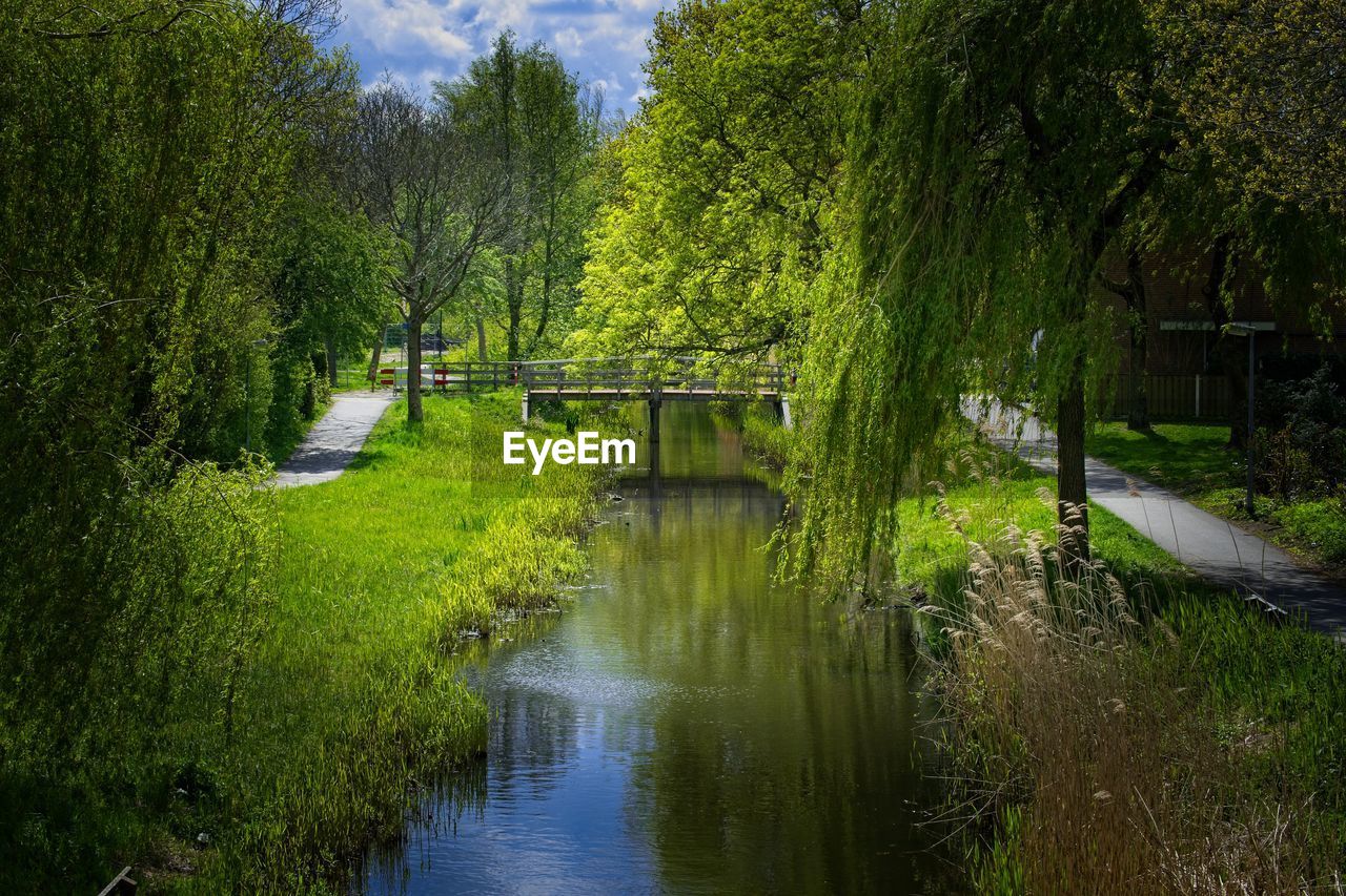 SCENIC VIEW OF LAKE IN FOREST