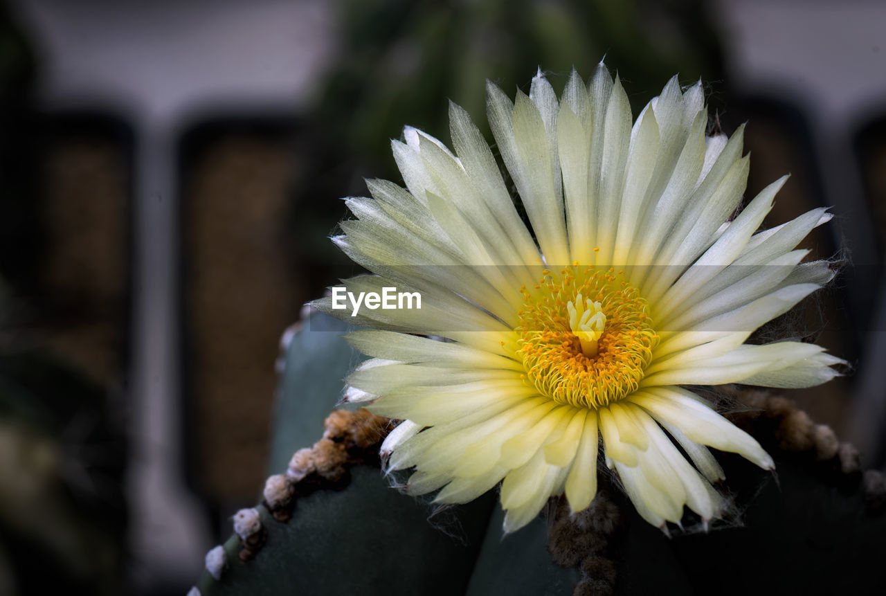 flower, flowering plant, plant, yellow, freshness, close-up, beauty in nature, macro photography, flower head, nature, fragility, inflorescence, petal, growth, daisy, focus on foreground, plant stem, pollen, white, no people, outdoors, blossom, springtime, botany