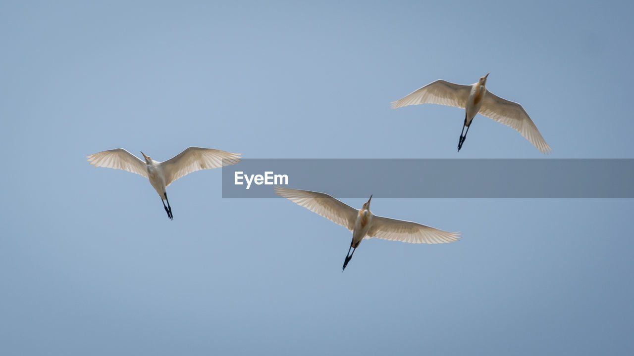 LOW ANGLE VIEW OF SEAGULL FLYING