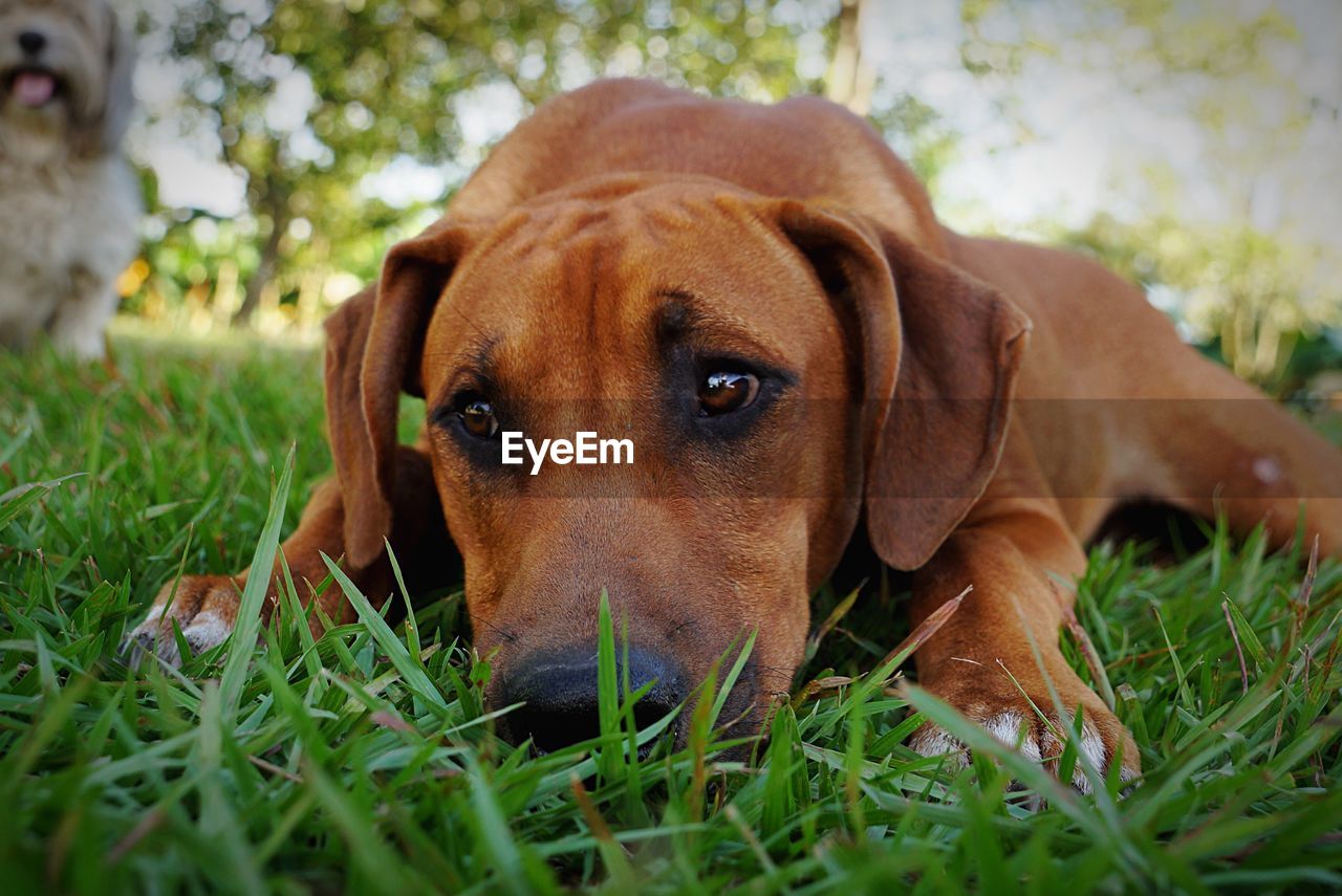 Close-up of dog lying on grassy field