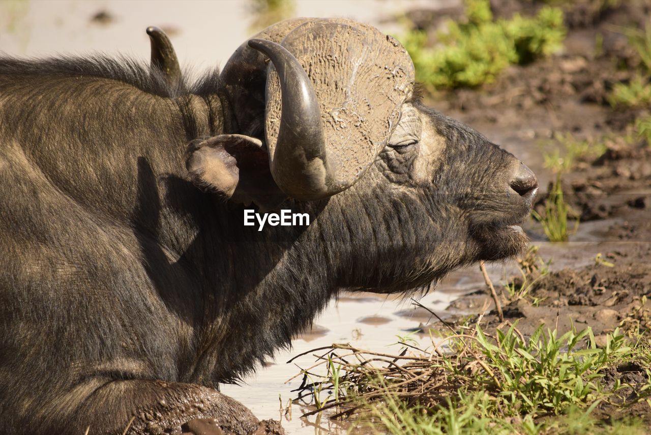 Close up head shot of african buffalo relaxing on riverbank showing horns
