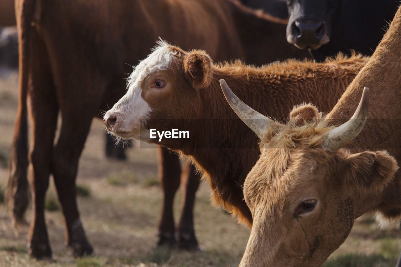 COW IN A FARM