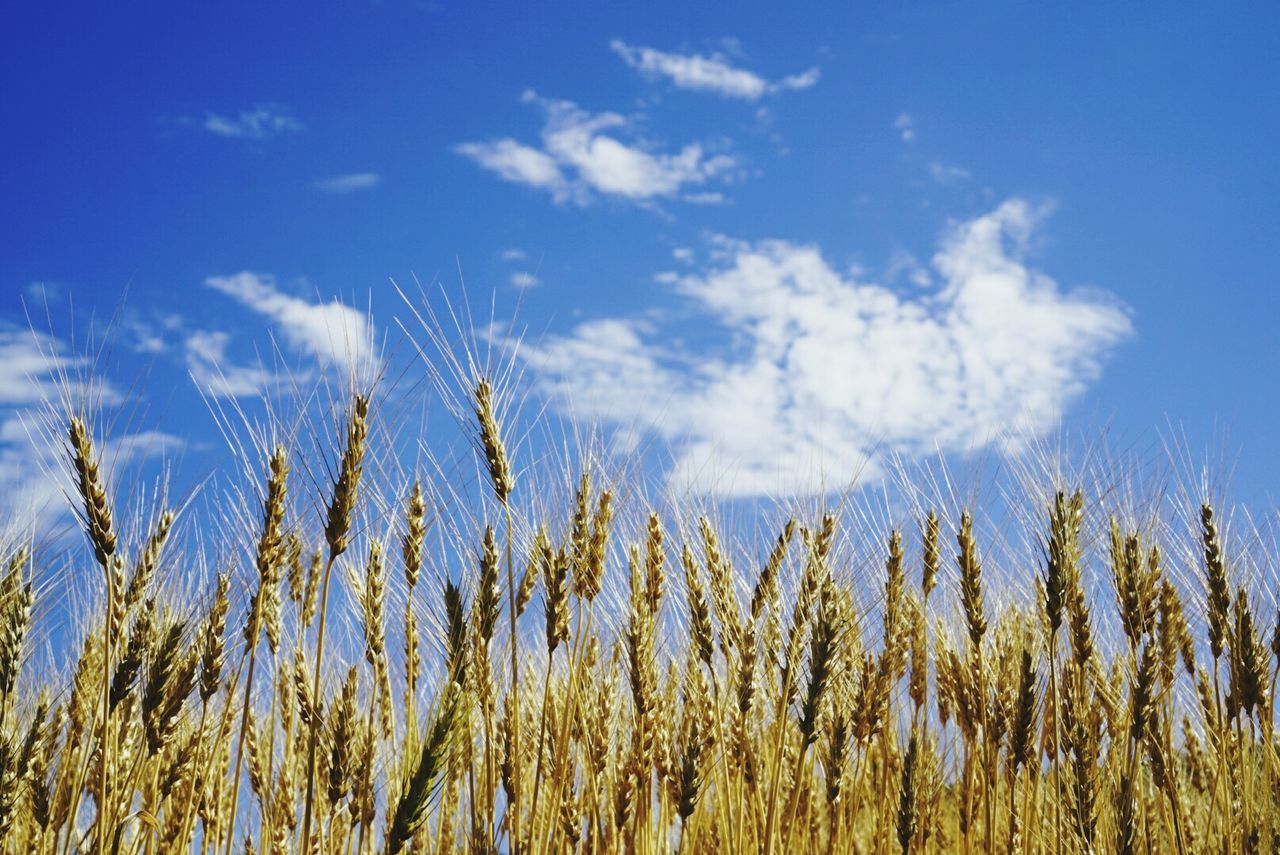 Close-up of corn field against blue sky