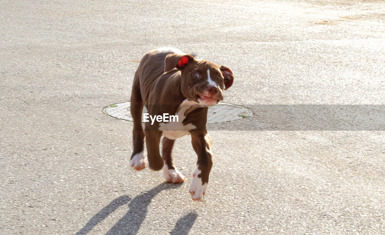 domestic animals, pet, dog, one animal, canine, animal themes, mammal, animal, sunlight, shadow, day, nature, boxer, high angle view, full length, outdoors, motion, running